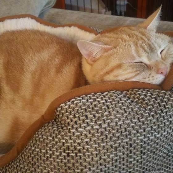 眠る茶トラ