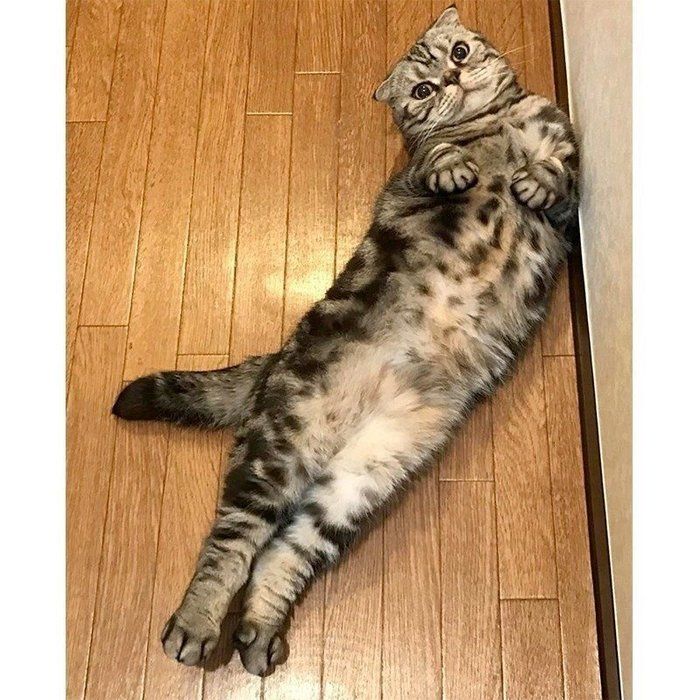 @tacos_cat