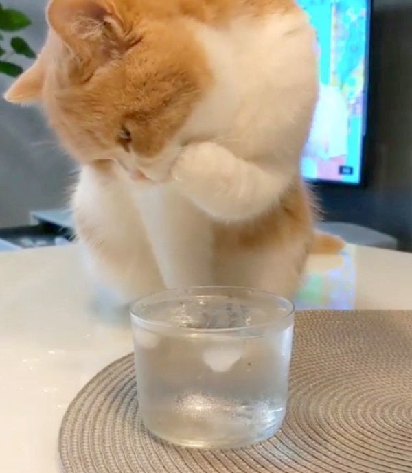 氷水で遊ぶスコティッシュフォールド