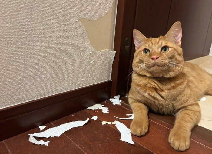 壁紙を剥がしてしまった嵐くん