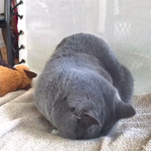 マンチカン