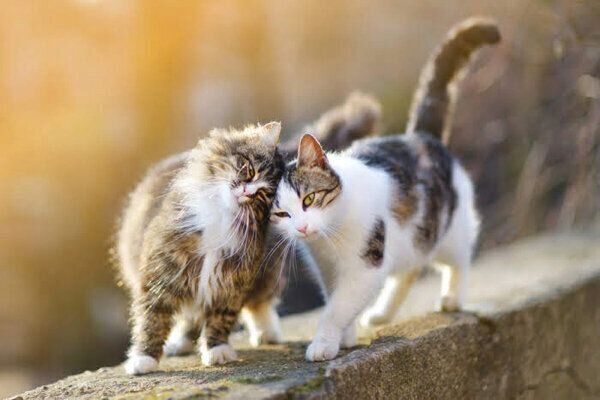 スリスリし合う猫