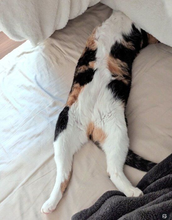 大開脚するちまきさん