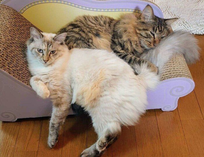 爪とぎの上でくつろぐ2匹の猫