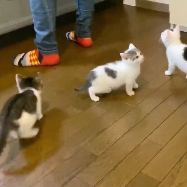 ごはんが待てない子猫たち