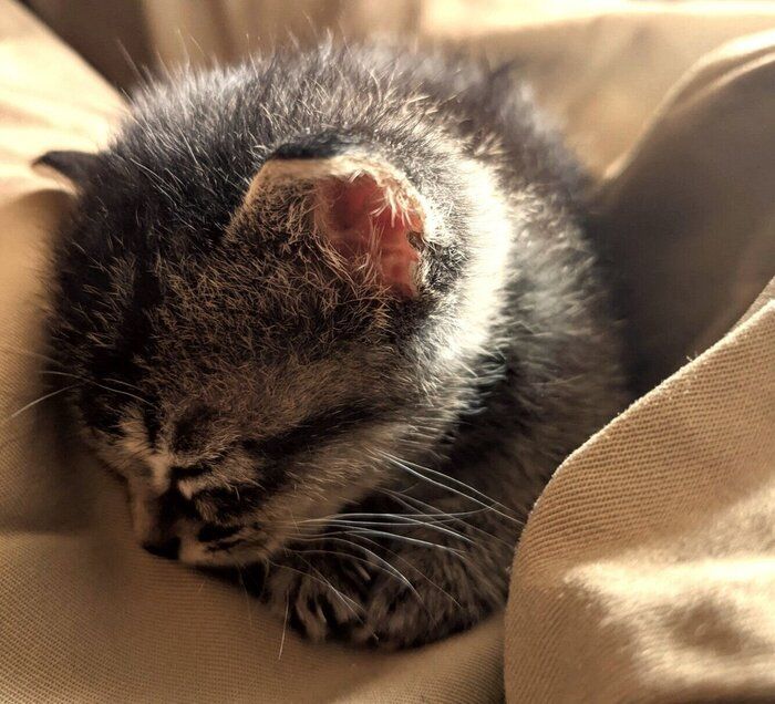 子猫時代のニコちゃん