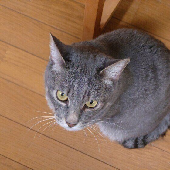 上を見上げるサバトラ猫