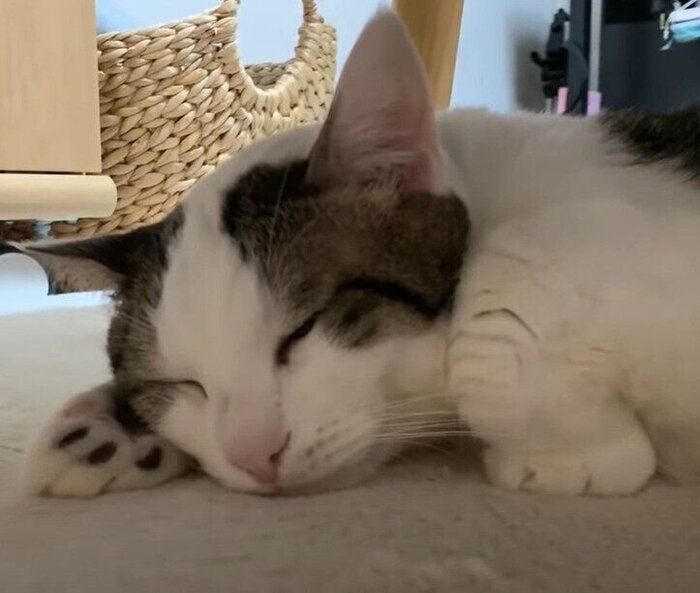 寝る猫