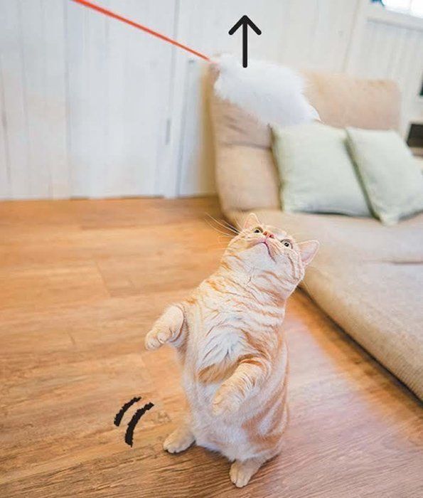 モフモフで遊ぶ猫3