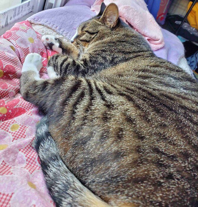 母猫のライラちゃん