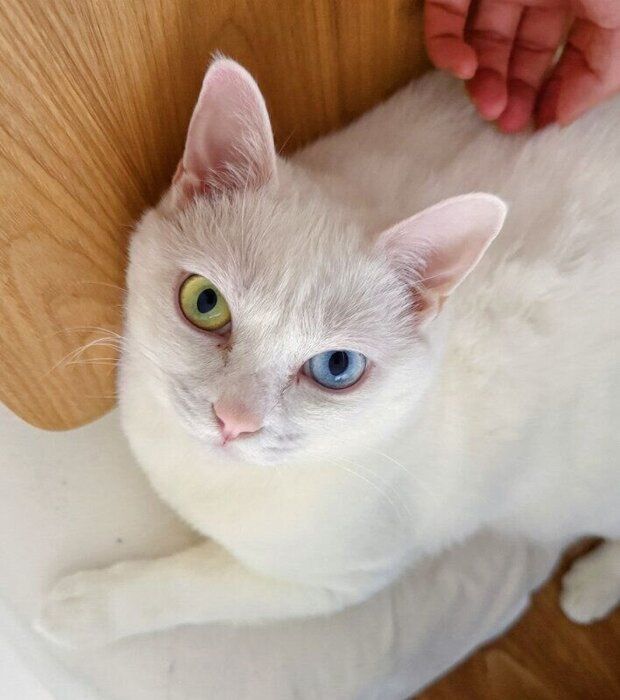 飼い主を見上げる猫
