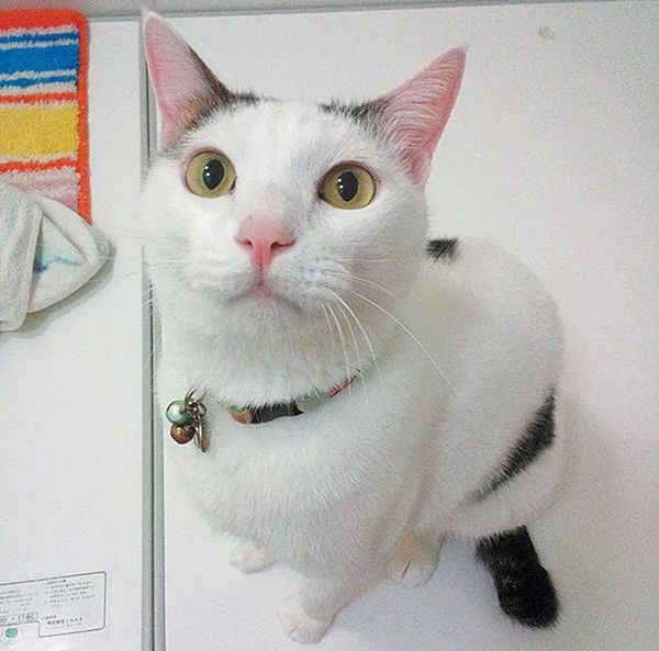 見つめる猫