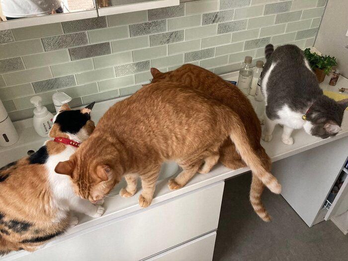洗面所に集まる猫たち