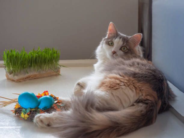 長毛猫