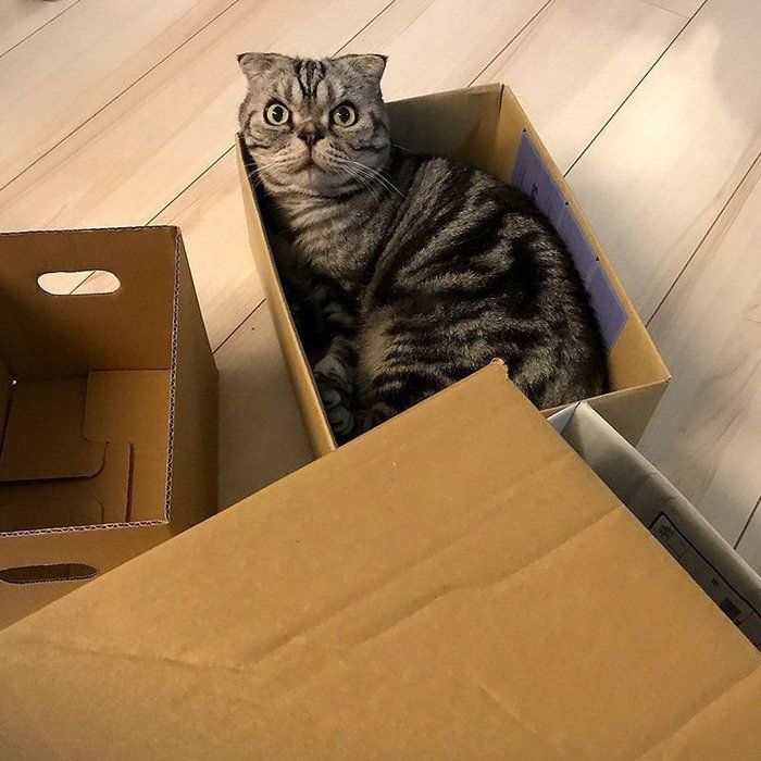 @tacos_cat