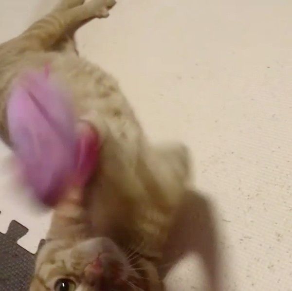 遊ぶ猫