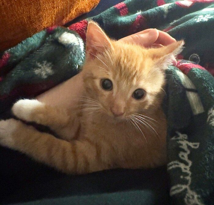 スーパーの駐車場に捨てられていた小さな保護子猫　家族になって2年、ふわふわでたくましく成長した姿にほっこり！