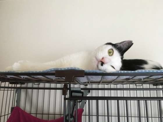 見つめる猫