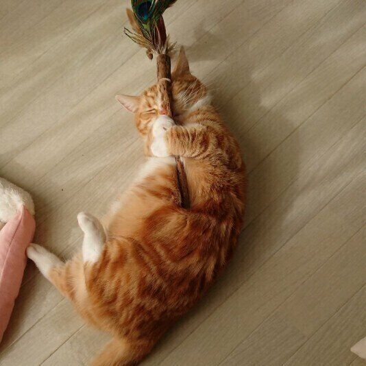 遊ぶ猫