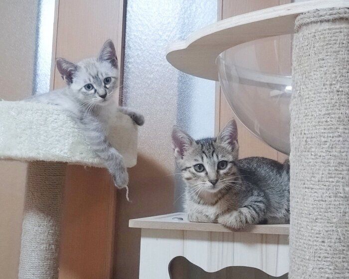 お迎えして少し経ったころの2匹