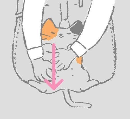 乳がん ねこ