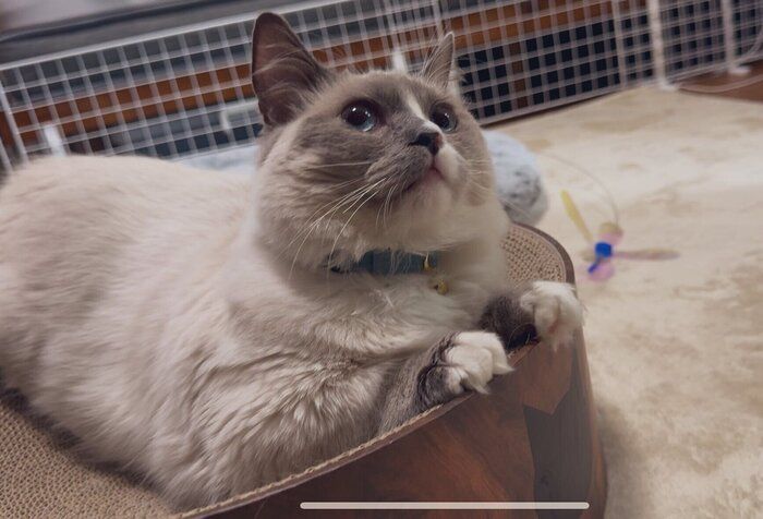 まったりするココくん