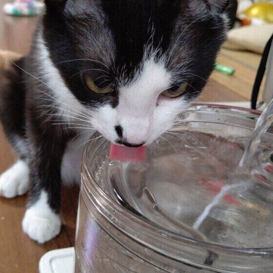 水を飲む猫