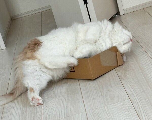 段ボールからはみ出るらみゃくん