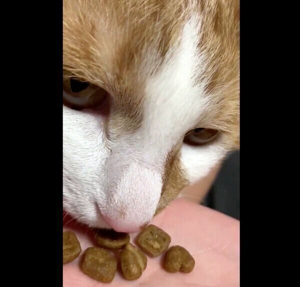 唸りながらごはんを食べるゆずちゃん