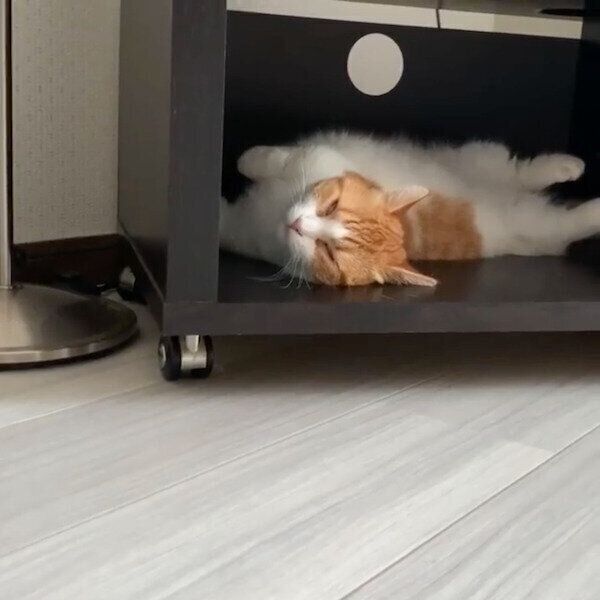 眠る茶太くん