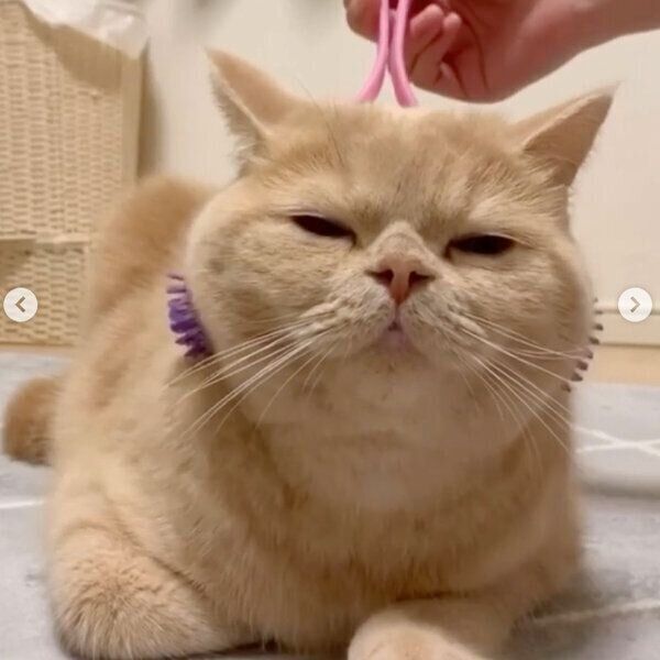 マッサージをしてもらう茶々丸くん