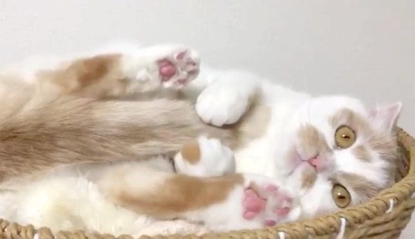 毛繕いするホイちゃん