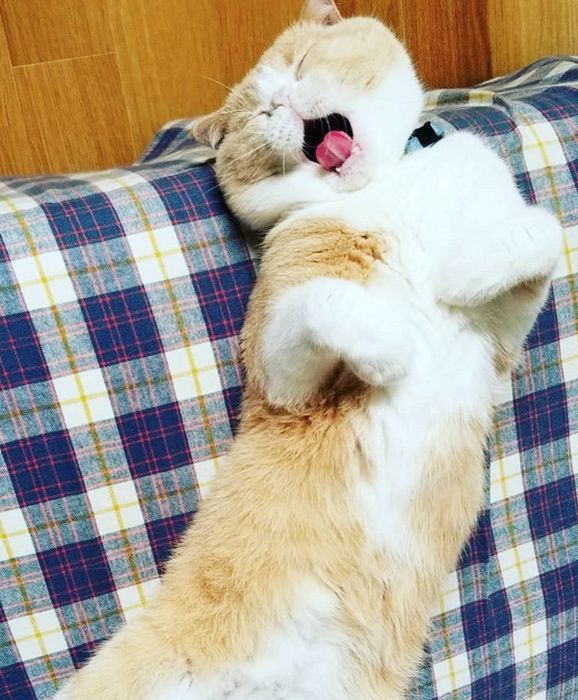 おじさんに見える猫