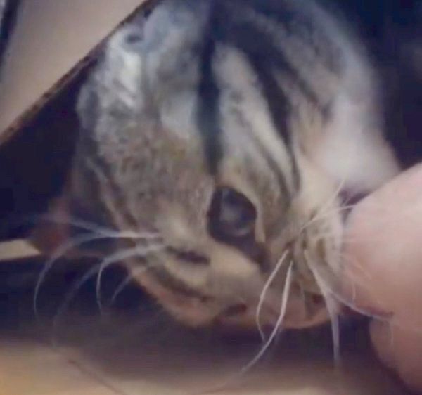 獲物を狙うマンチカン
