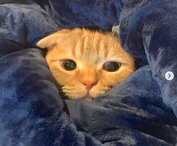 ひょこっと顔を出すうにちゃん