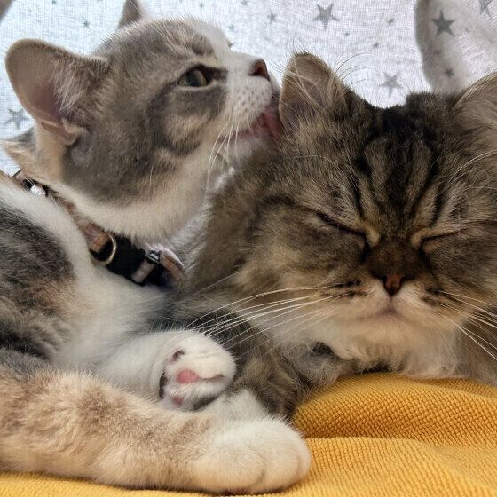 猫のムサくんとラテちゃん