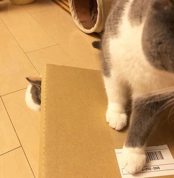 ブリティッシュショートヘアとスコティッシュフォールド