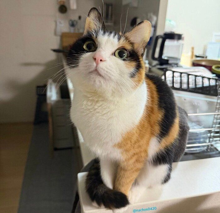 “キッチンの番人”のなっちゃん