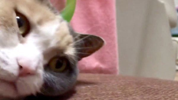 「やめて」と言っているかのような猫