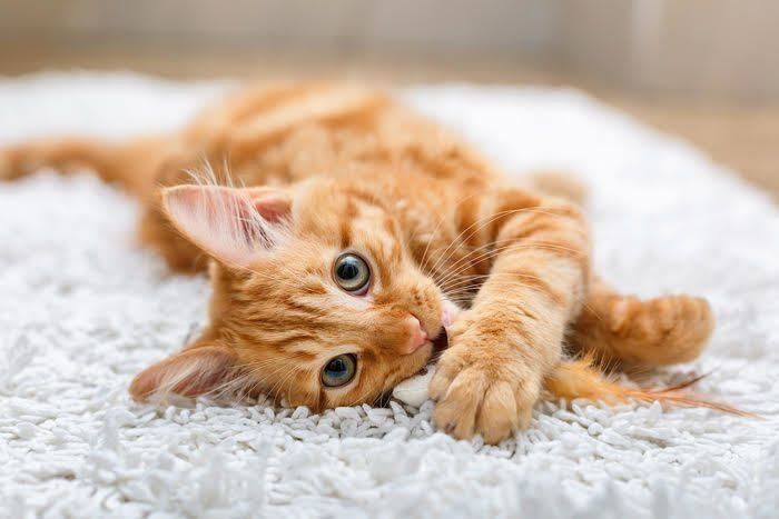 可愛い猫
