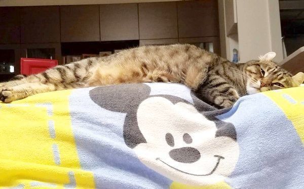 ちっぷちゃん