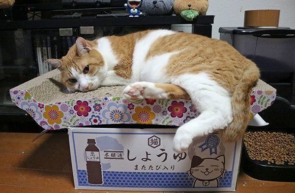 くつろぐ虎徹くん