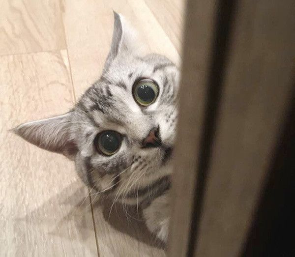 見つめる猫