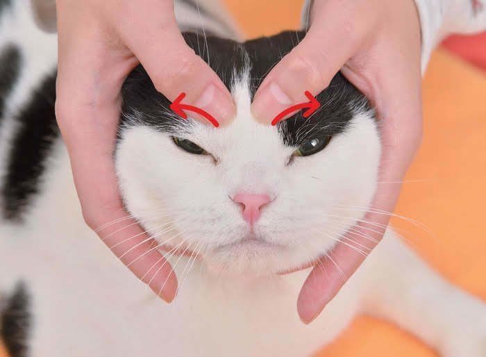 猫の上まぶたのマッサージ