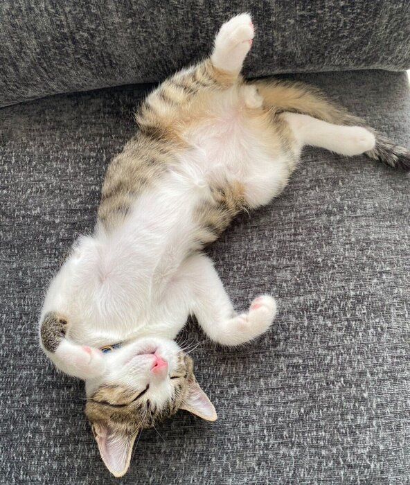 ヘソ天する杏忍くん