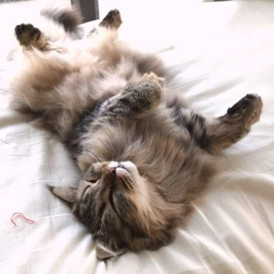 ブラッシングで気持ち良くなった猫ちゃん