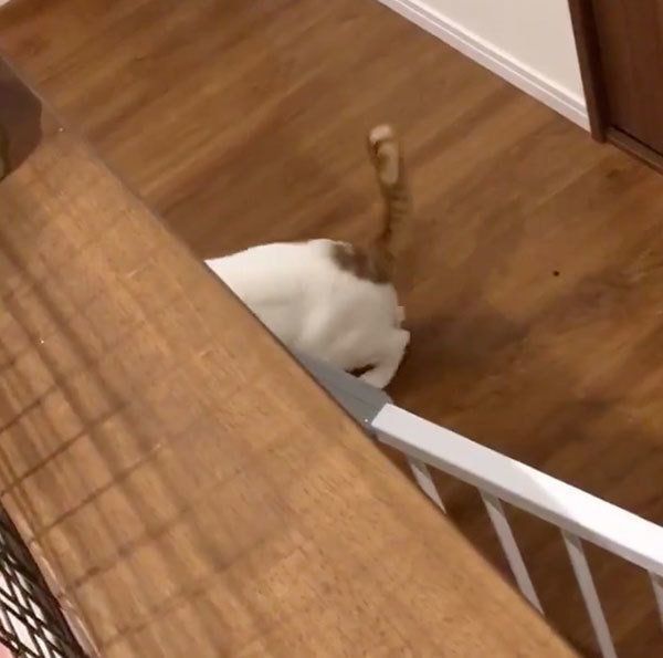 飼い主さんのところに行く猫