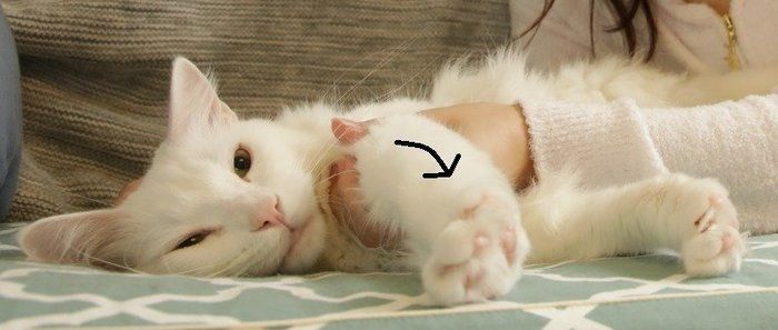 画像/「ねこのきもち」2018年11月号