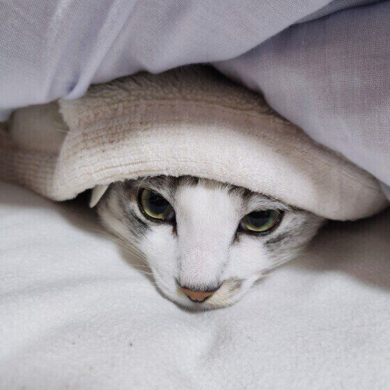 布団に潜りこむサバトラ猫