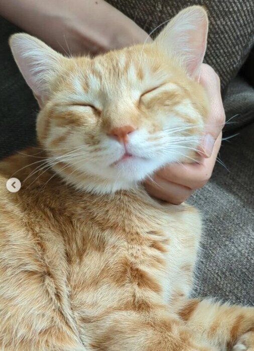 幸せそうな表情の猫